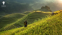 XL Vietnam Mu Cang Chai Rice Terrace Mua Lua Chin (Rice Harvest Season)5