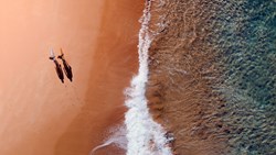 Xl Australia Beach Surfer