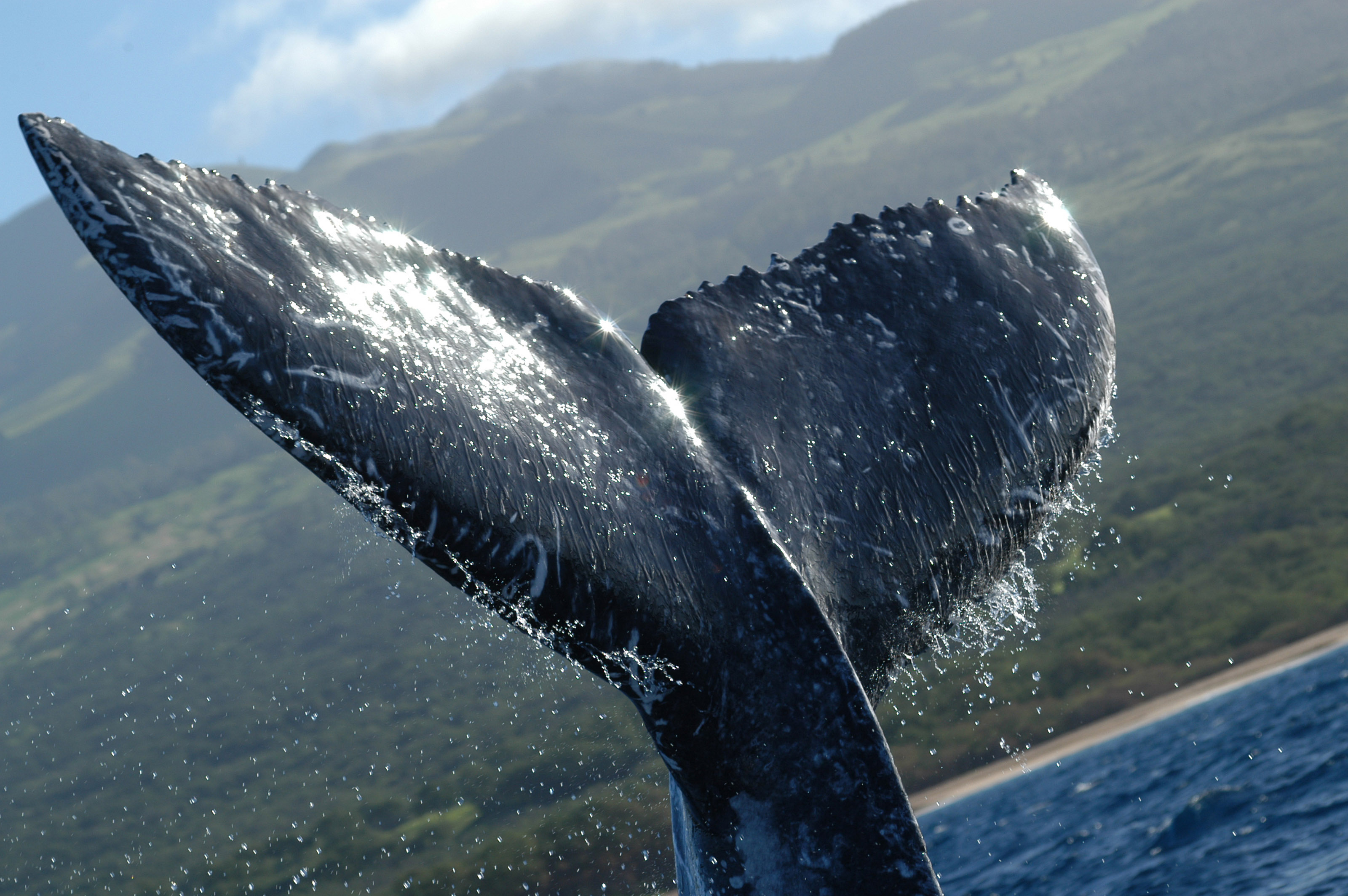 Xl Hawaii Whale Tale Close Up Animal