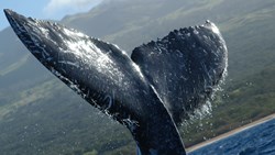 Xl Hawaii Whale Tale Close Up Animal