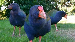 Xl New Zealand Wellington Kapiti Island Nature Tours Takahe Birds Animal