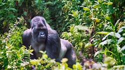 XL Rwanda Virunga National Park Young Mountain Gorilla Silver Back