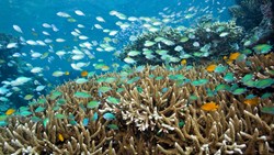XL Bali Menjangan Island Fish Coral Indonesia