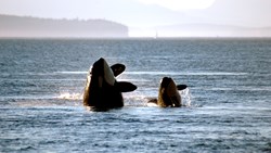 XL Canada Mother And Calf Orca Near Victoria, British Columbia.