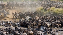 XL Tanzania Serengeti Wildebeast And Zebras Going Into Mara River Animal Migration