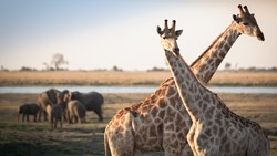 XL Botswana Giraffes Elephants Lake