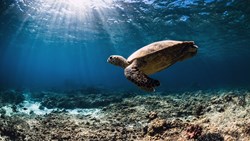 Xl Caribien Turtle