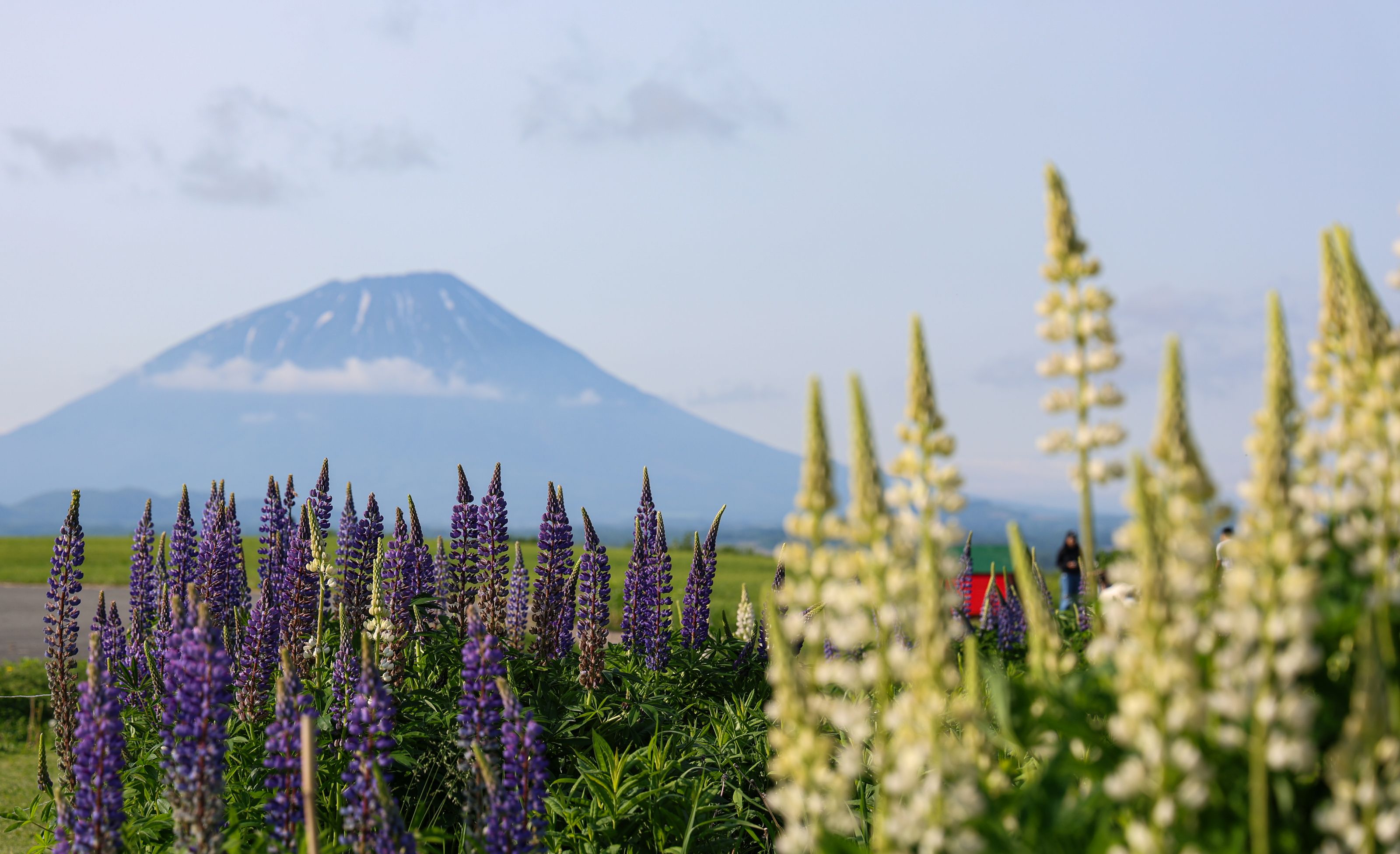 XL Hokkaido Flowers Furano Mountain