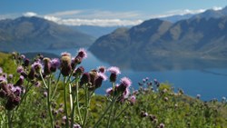 XL Flowers Wanaka Lake Mountains Nature New Zealand