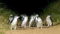 XL Australia Victoria Philip Island Group Of Penguins