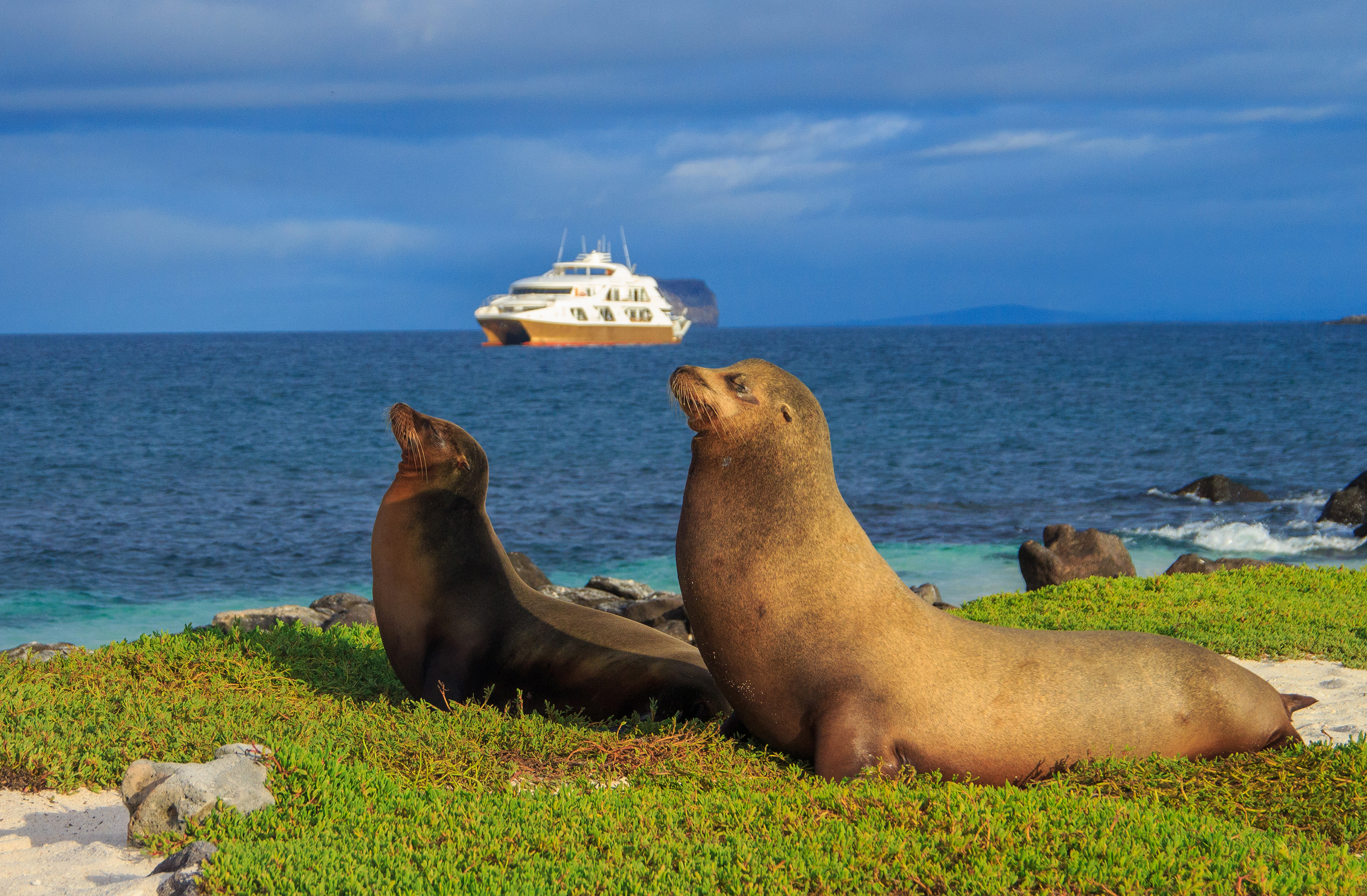 Xl Galapagos Cruise Elite Galapagos Sea Lions