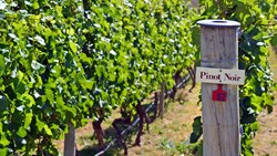 Xl New Zealand Otago Gibbston Valley Vineyard Sign Pinot Noir Wine Shutterstock 174736235