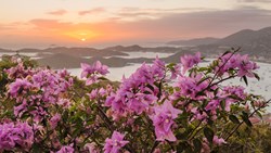 XL Caribbean US Virgin Islands St. Thomas Island Flowers And Harbour Of Charlotte Amalie