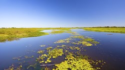 XL Brazil Pantanal Matogrossense Wetland