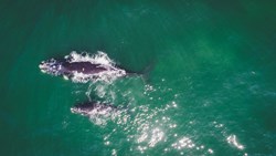 Xl South Africa Hermanus Garden Route Southern Right Whale Calf