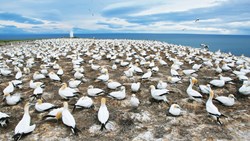 Xl New Zealand Hawkes Bay Cape Kidnappers Gannet Colony Birds Animal Shutterstock 54899737