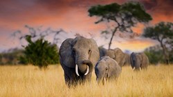 Xl Tanzania Tarangire National Park Elephants