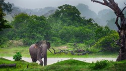XL Sri Lanka Elephant In The Wild Animal