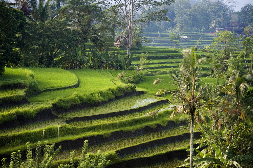 XL Indonesia Bali Sidemen Rice Terraces Landscape