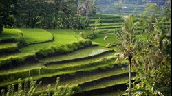 XL Indonesia Bali Sidemen Rice Terraces Landscape
