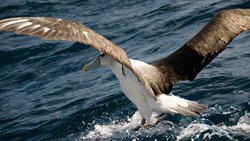 Xl New Zealand Albatross Landing Bird Animal Shutterstock 18627274