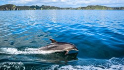 Xl New Zealand Bay Of Islands Dolphin Cruise Dolphin Coastline