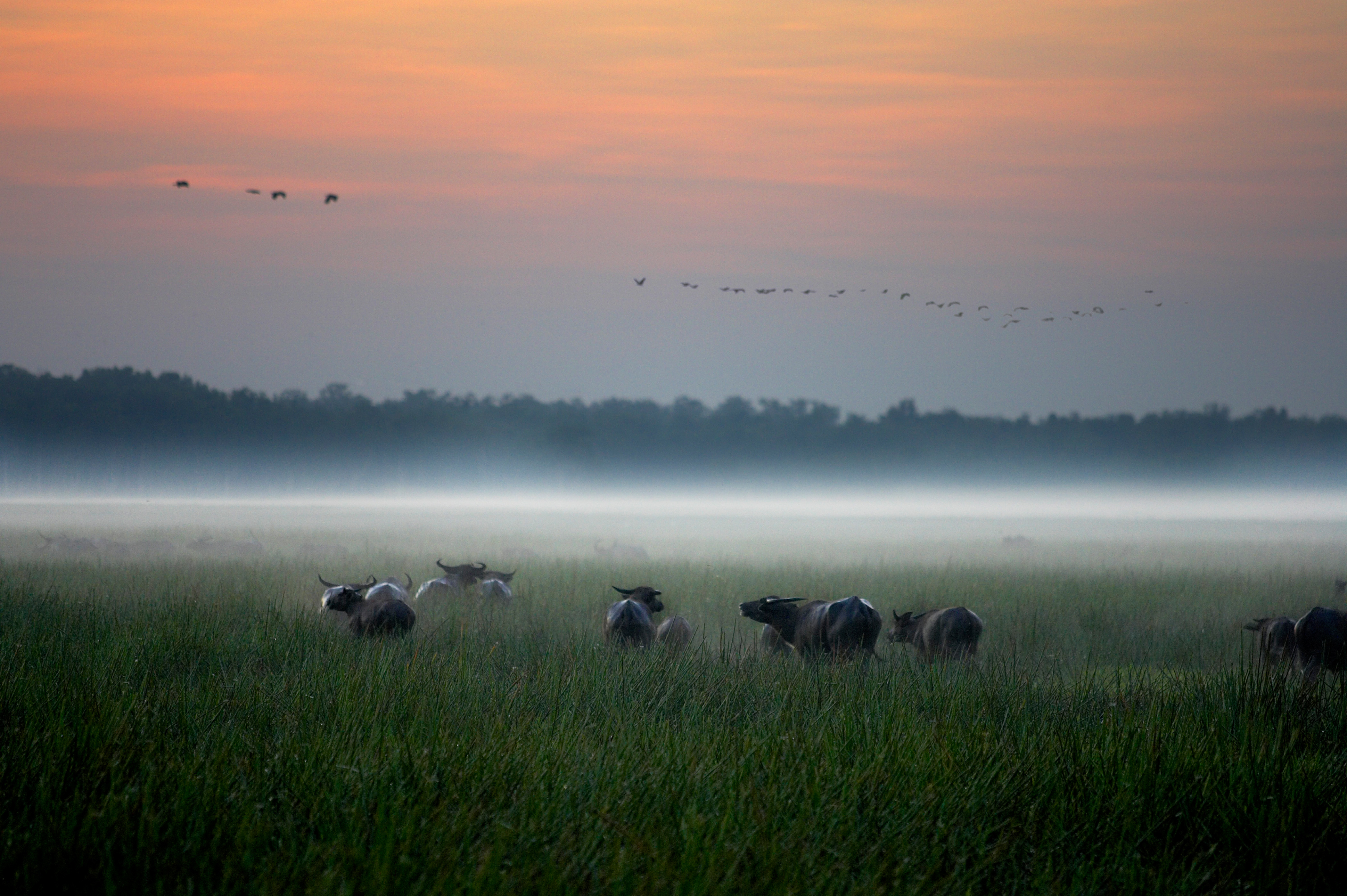 Xl Australia Bamurru Plains Kakadu Np Nt Buffalo In The Mist