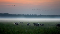 Xl Australia Bamurru Plains Kakadu Np Nt Buffalo In The Mist