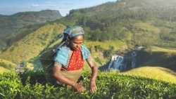 Xl Sri Lanka Tea Picker Plantation Nature Waterfall