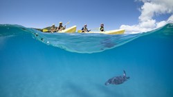 Xl Australia Nsw Cape Byron Kayak Trip Turtle Group