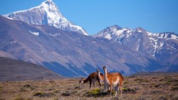 XL Argentina Patagonia Guanaco Mountains, National Park Perito Moreno, Argentina, Patagonia