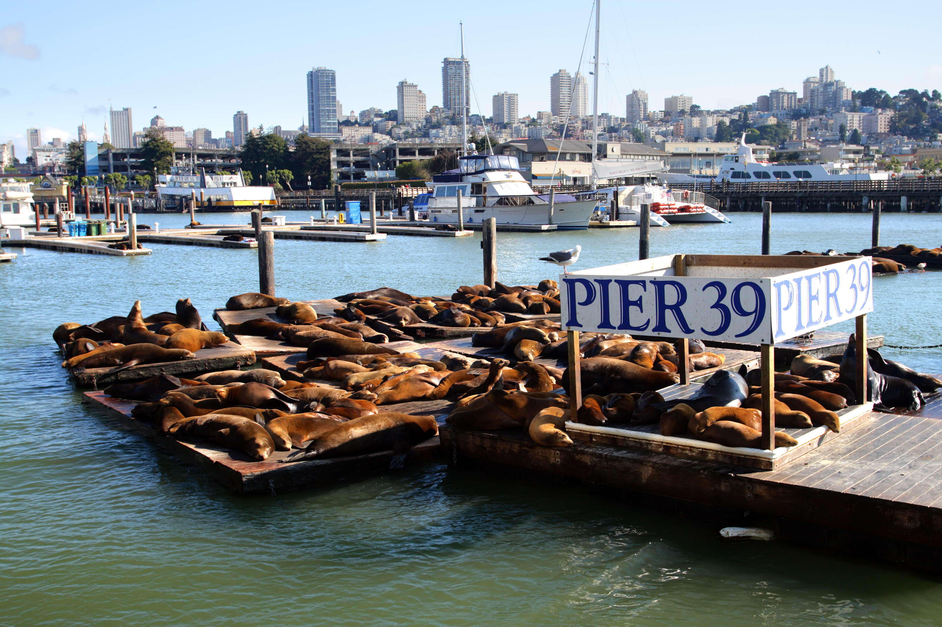 USA California San Francisco Sea Lions At Pier 39