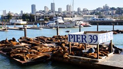 USA California San Francisco Sea Lions At Pier 39