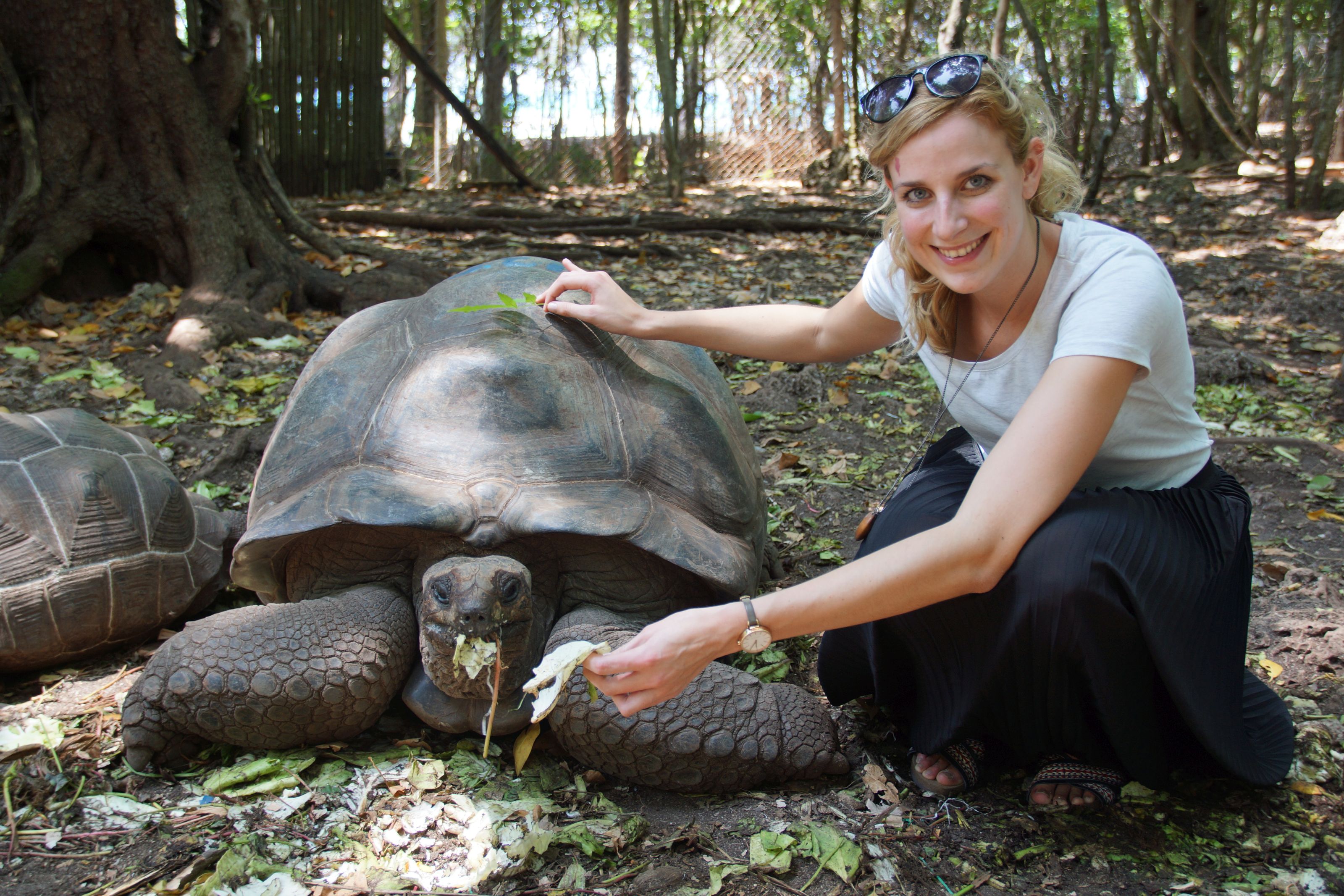 XL Tanzania Zanzibar Prison Island Turtle