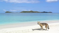 Xl Australia Queensland Fraser Island Dingo On Beach
