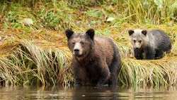 Xl Canada British Columbia Great Bear Lodge Brown Bear Mom Cub