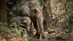 Xl Laos Mandalao Sanctuary Elephants Trekking River