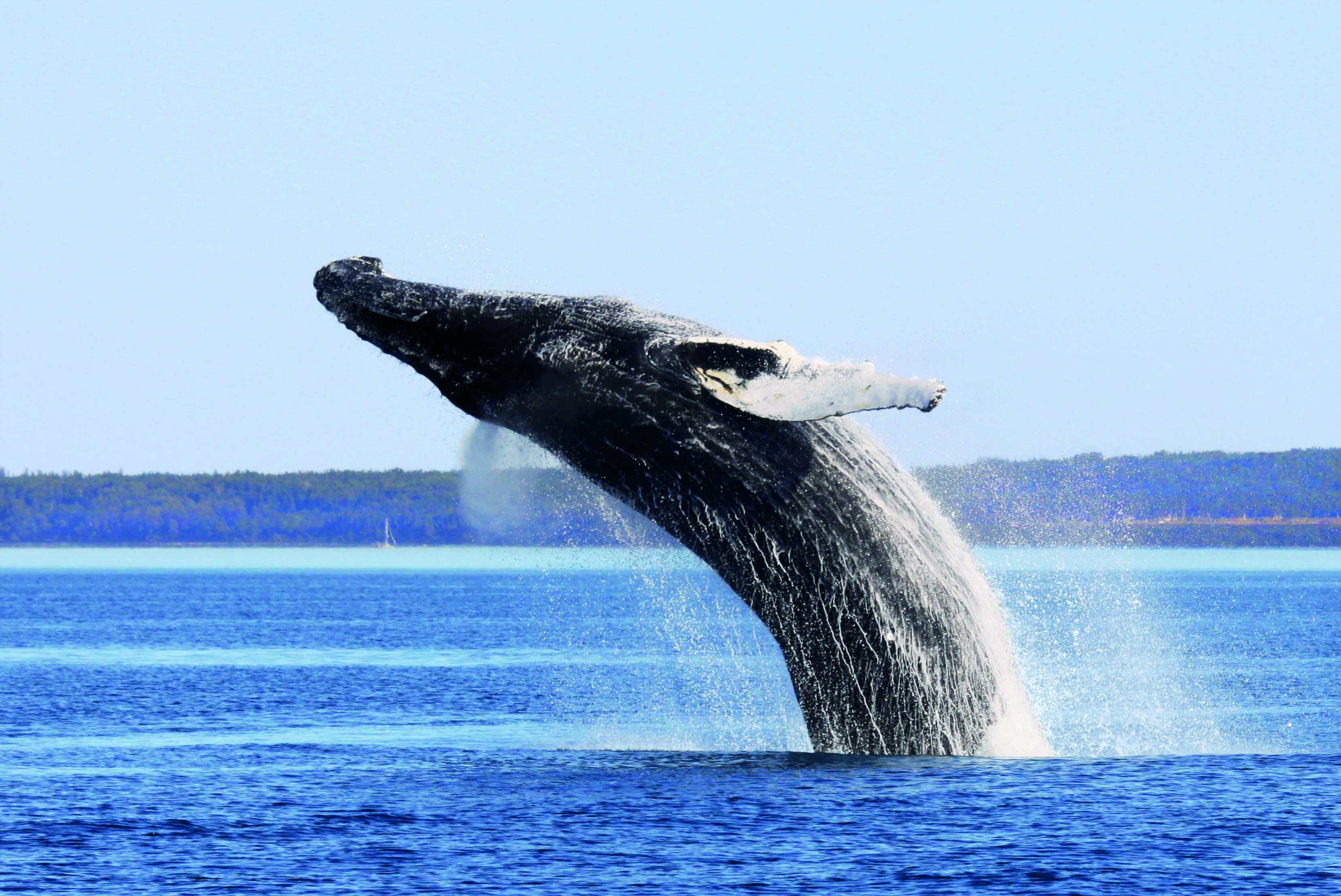 Xl Canada Quebec Whale Safari Boat Whale