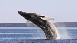 Xl Canada Quebec Whale Safari Boat Whale