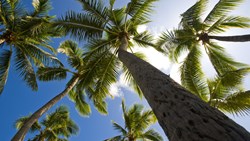 Xl Fiji Looking Up At Palm Trees Against Blue Sky