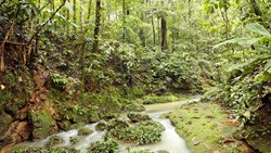 XL Ecuador Amazon Rainforest Stream Nature Trees