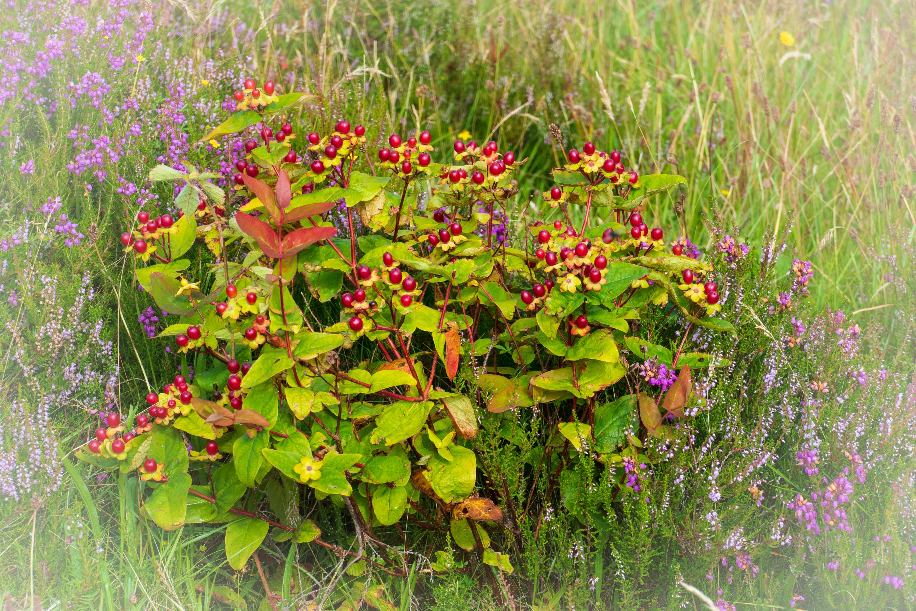 Xl Scotland Isle Of Skye Blood St. John's Wort