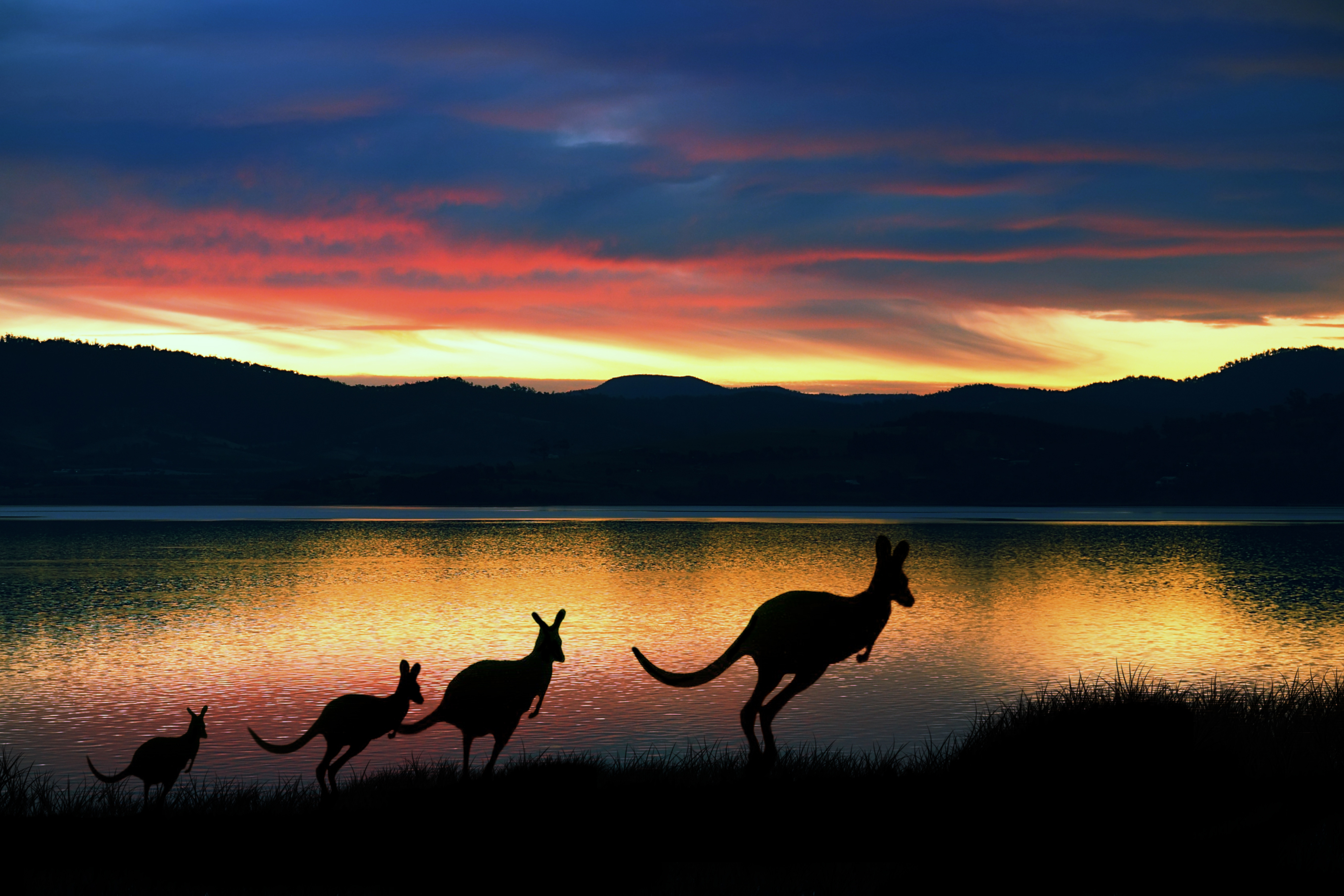 Xl Australia Tasmania Kangaroo Group Sunset Animal