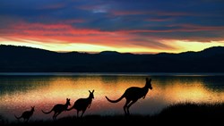 Xl Australia Tasmania Kangaroo Group Sunset Animal
