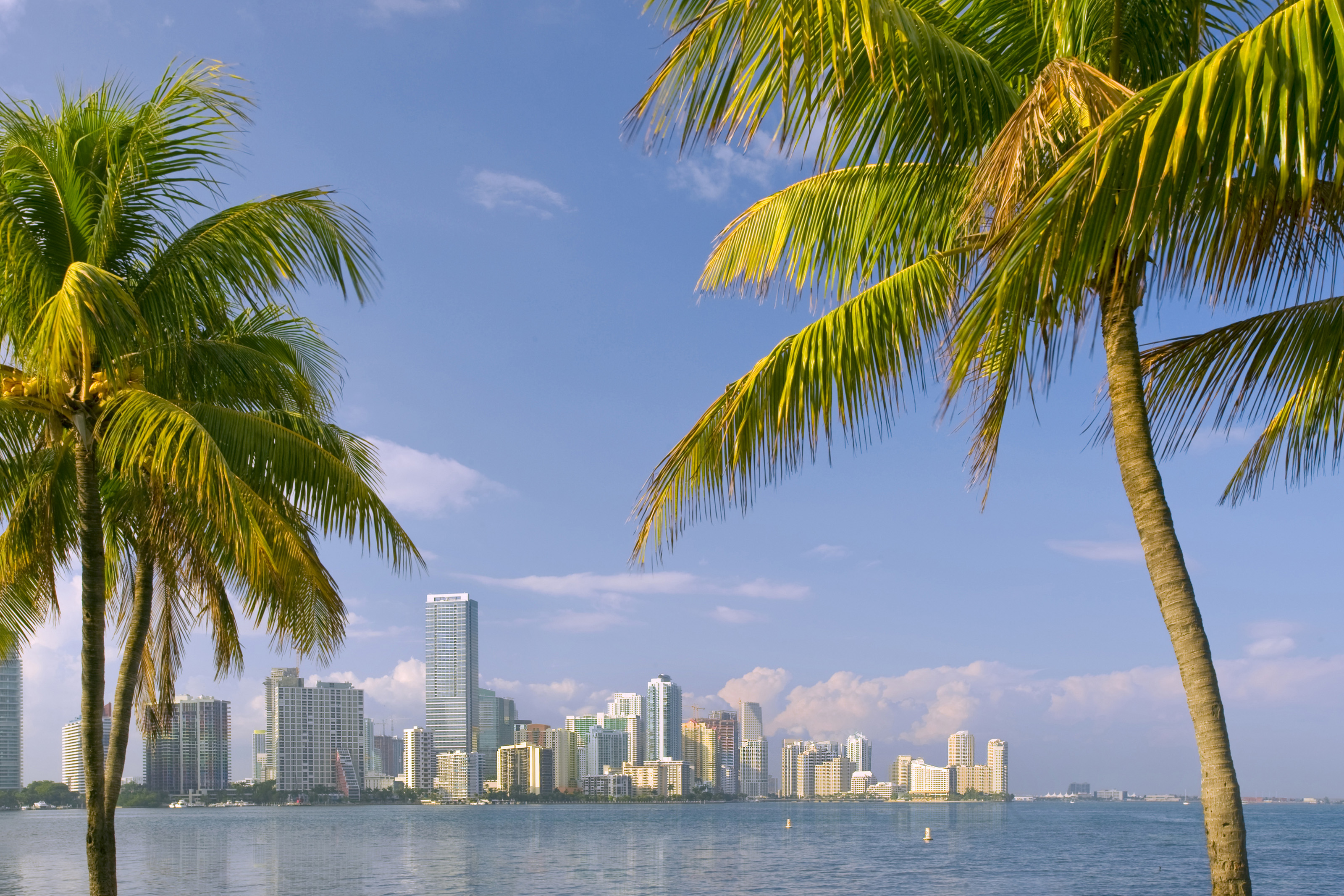 Xl Florida Miami Bayfront Skyline Sunny Day Palmtrees USA