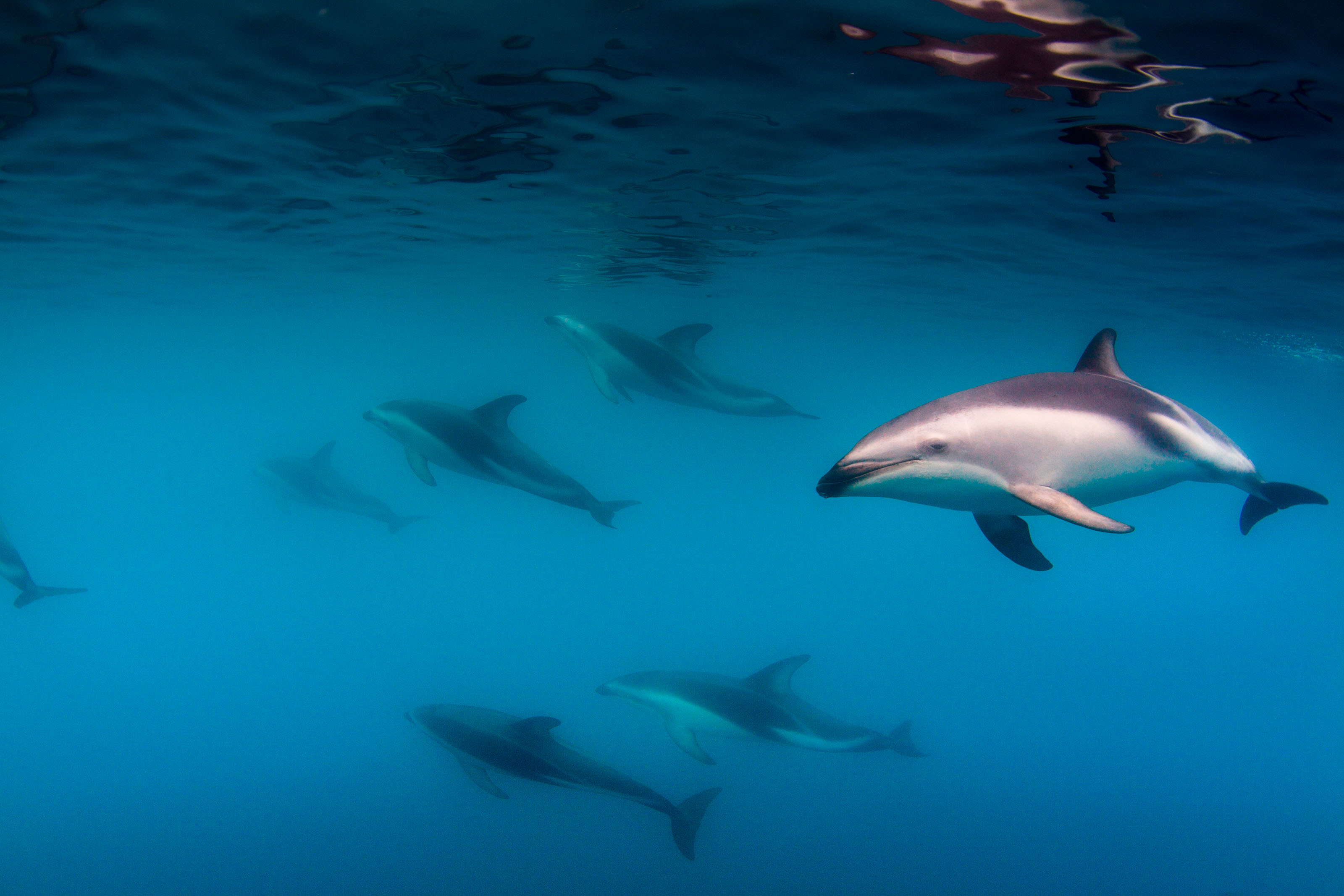 Xl New Zealand Kaikoura Dolphins