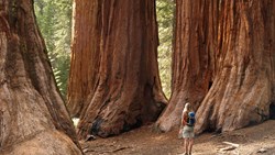 XL Yosemite National Park Mariposa Grove Redwoods California USA