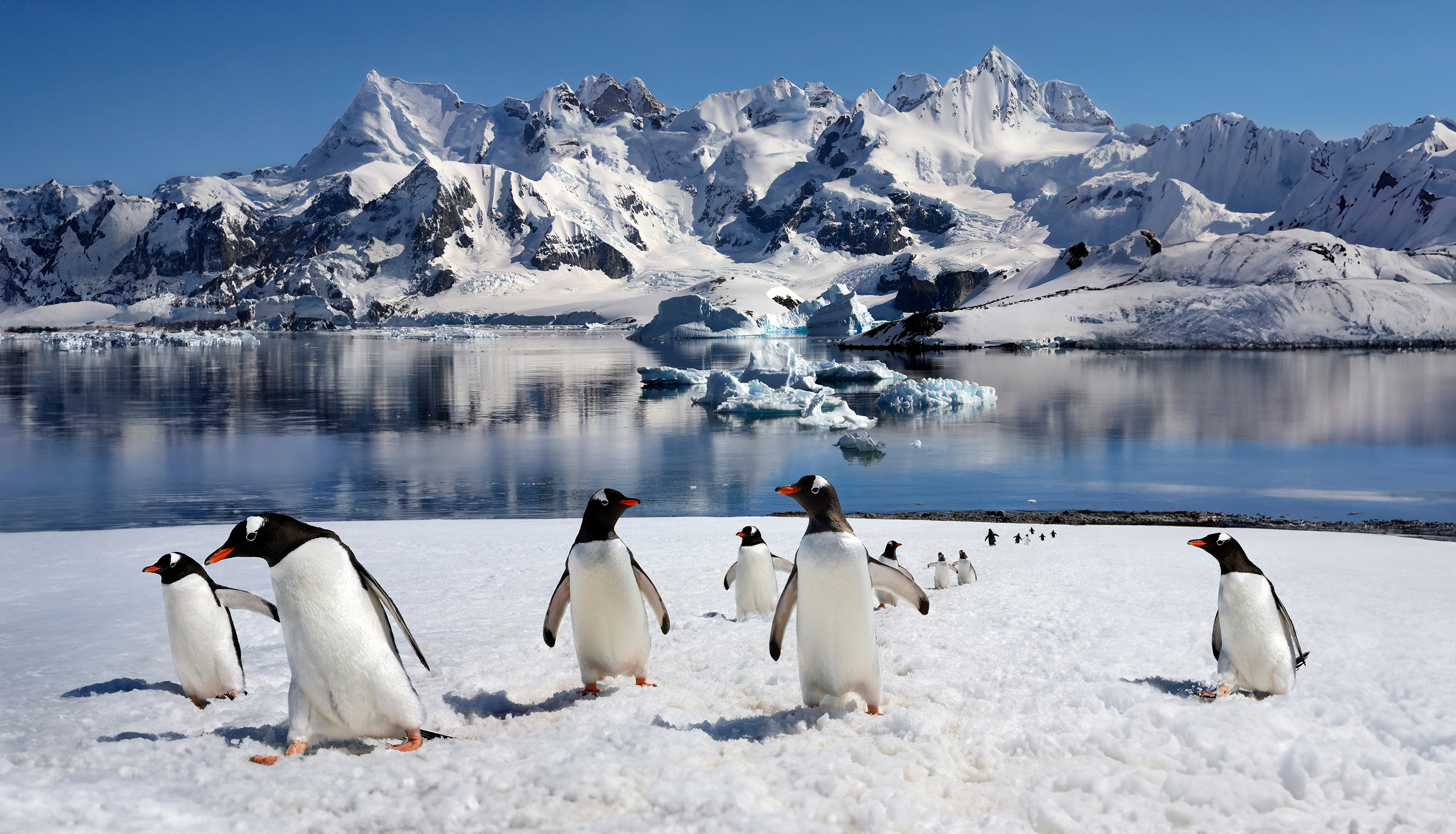 XL Antarctica Antarctic Peninsula Gentoo Penguins (Pygoscelis Papua) On Danko Island