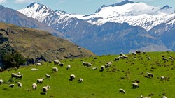 XL New Zealand Wanaka 4W Ridgeline Adventures WANAKA HIGHLIGHTS SAFARI Sheep