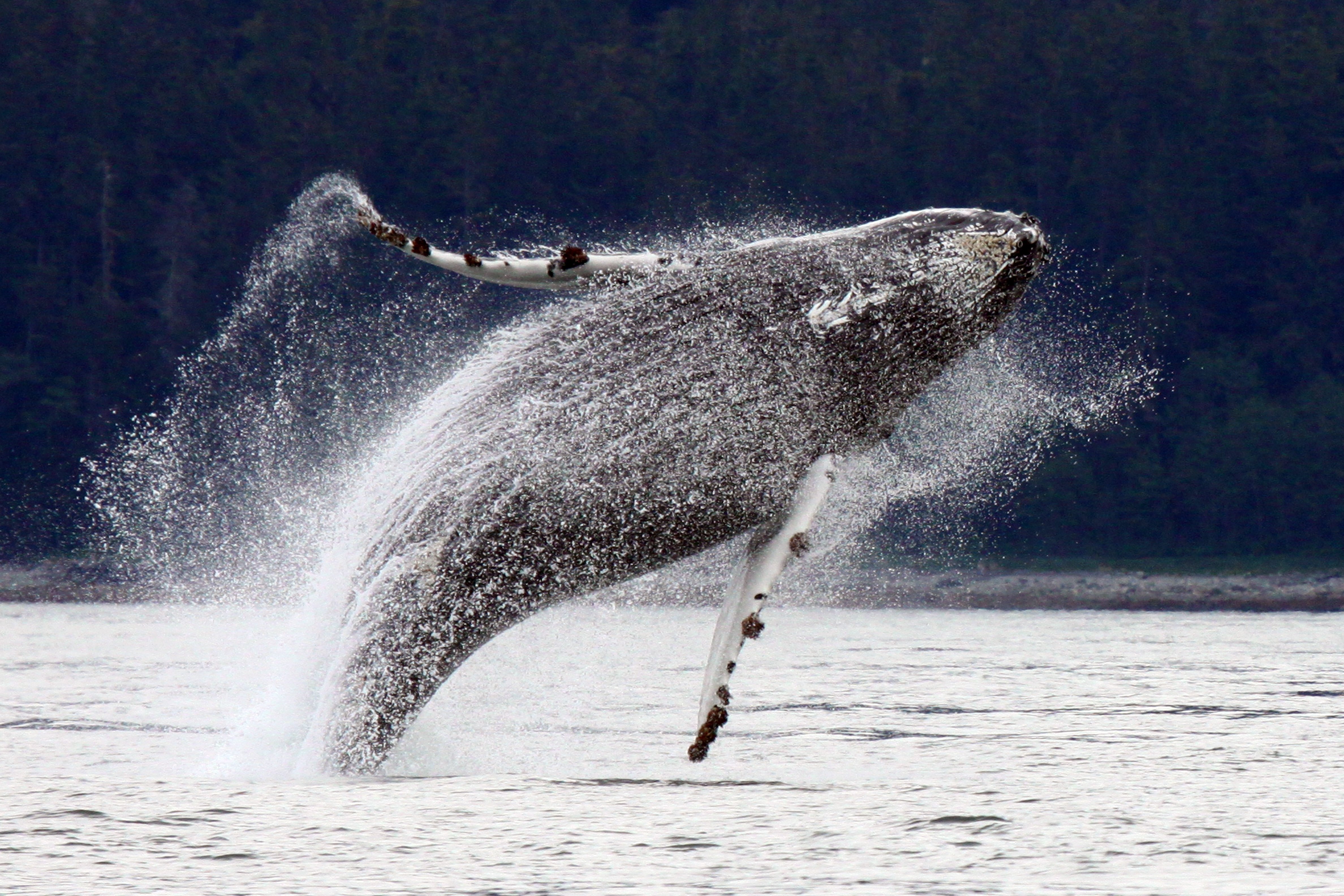 Xl Canada Breaching, Leaping Alaskan Humpback Whale